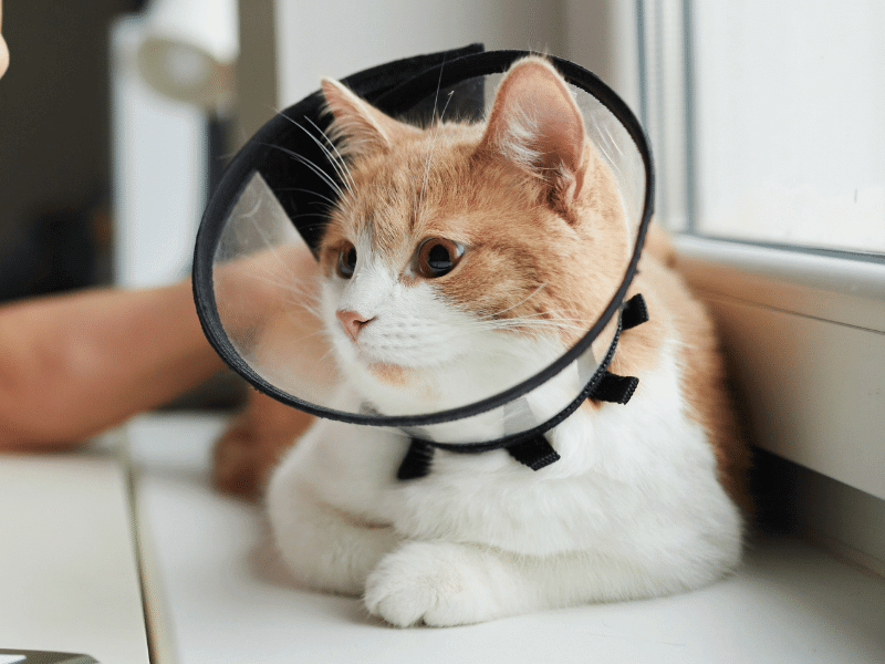 A cat with a cone