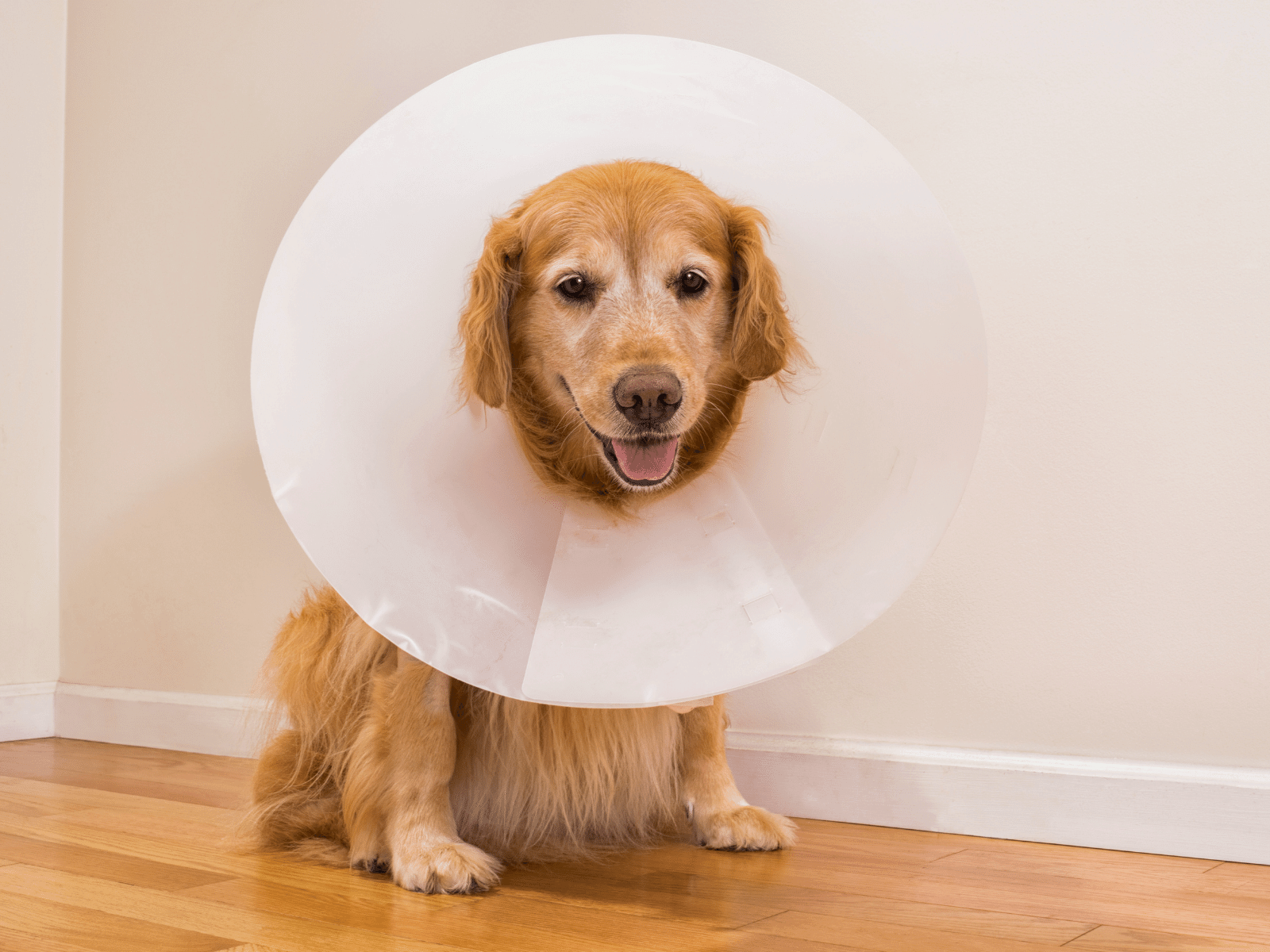 Dog wearing e-collar after surgery