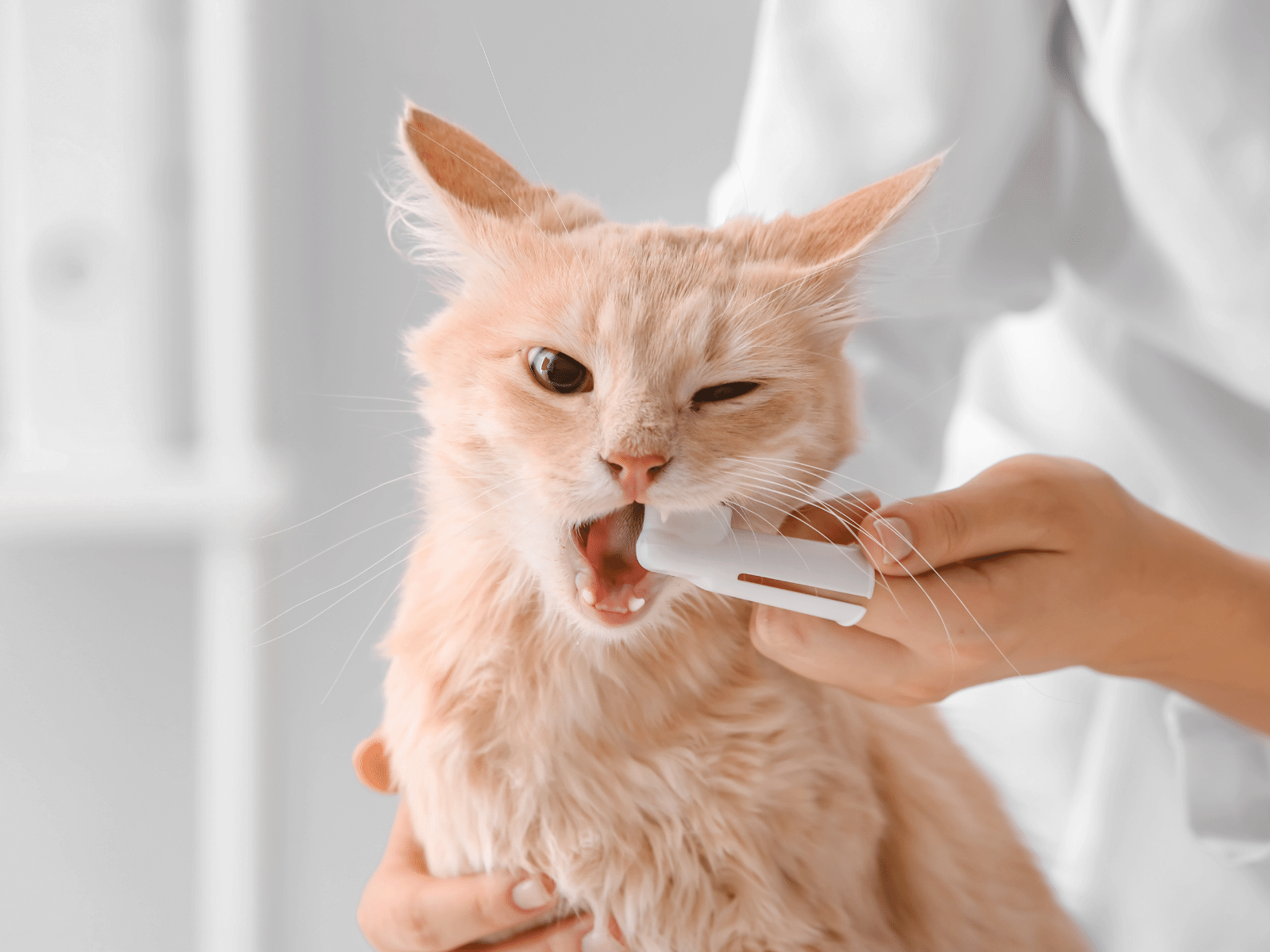 Veterinarian brushing cat's teeth