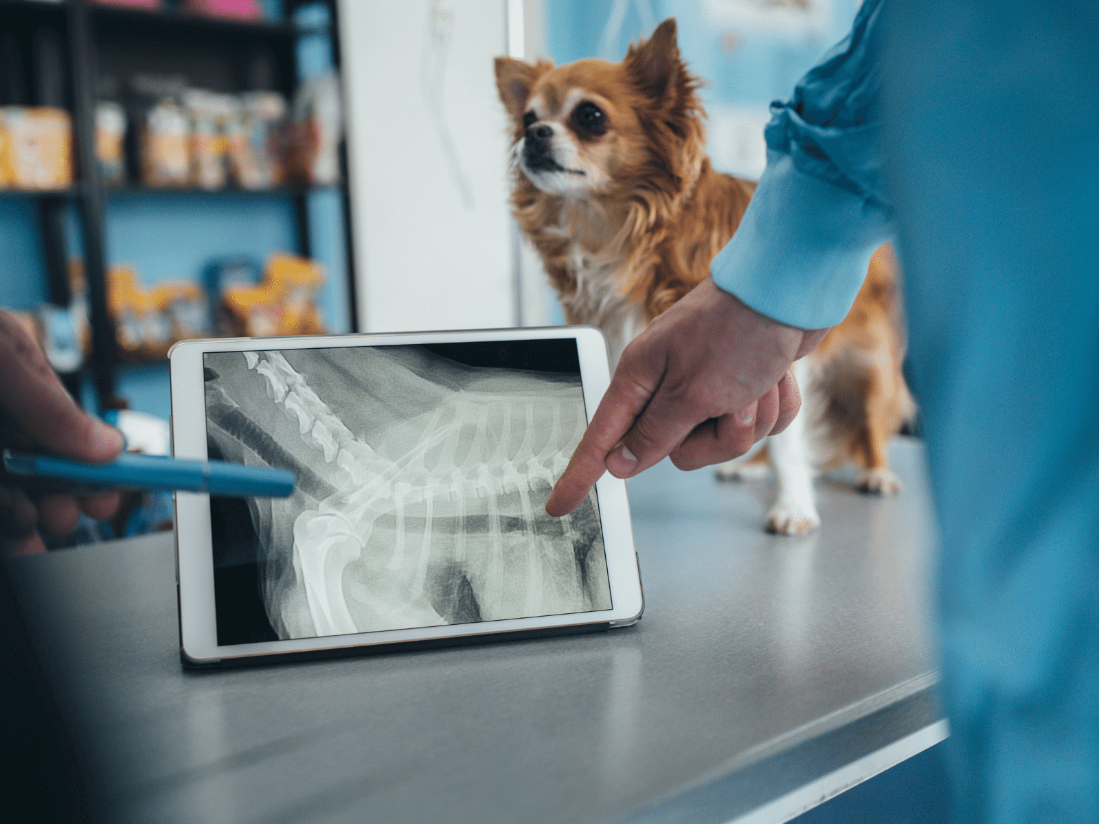 Vets examining dog X-ray