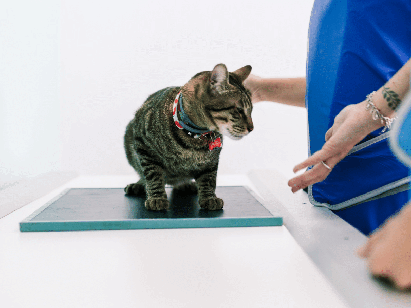 Vets with cat in x-ray room