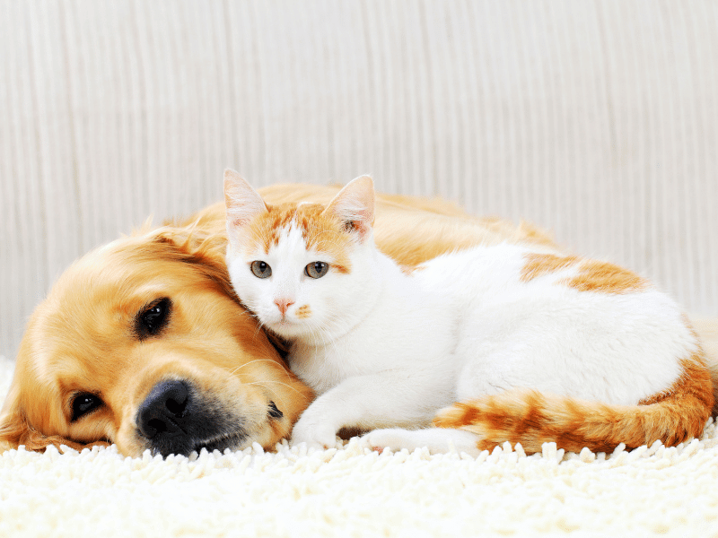 Cute pets resting together