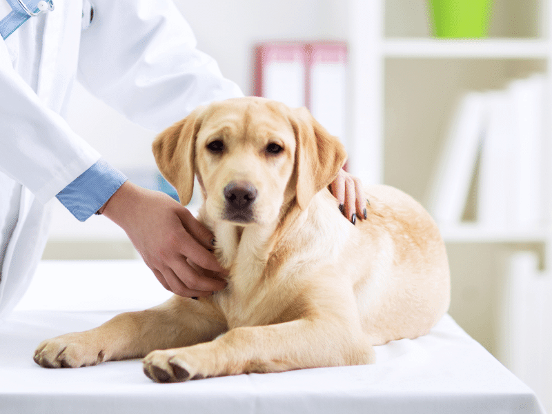 Female veterinary examining dog