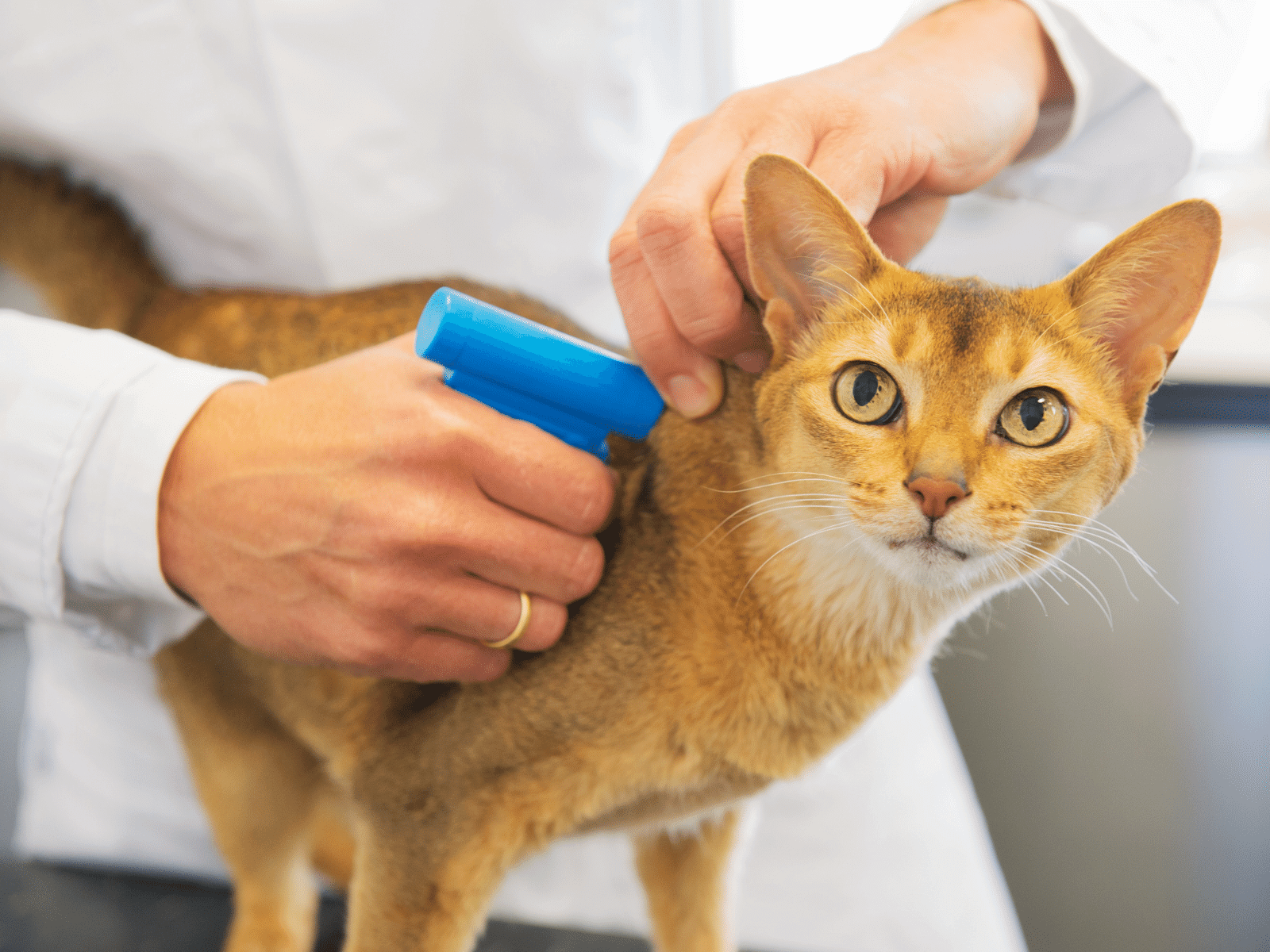 Microchip implant to cat by Vet