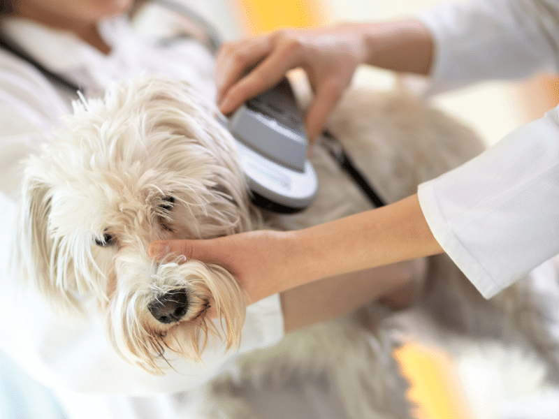 Vet checking microchip implant on dog