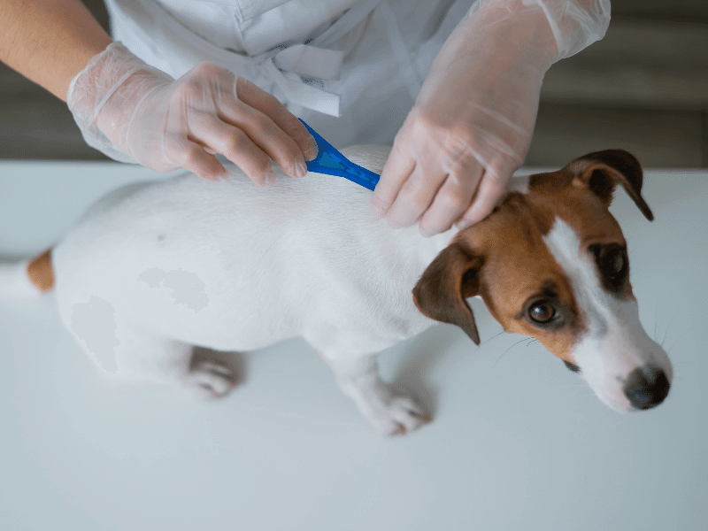 Vet treats dog from parasites