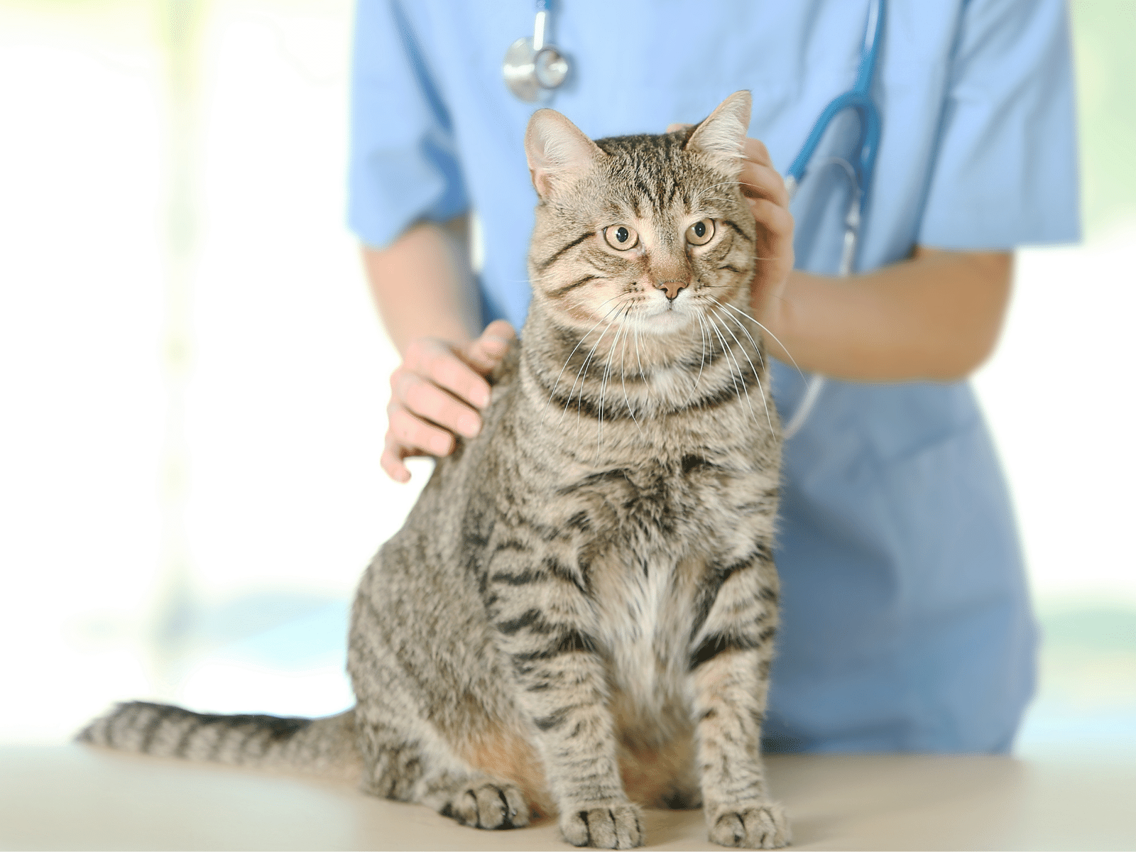 Veterinarian checking cat
