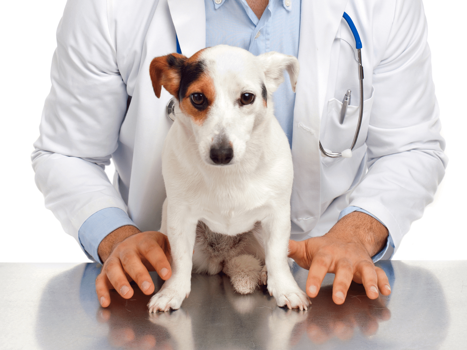 Veterinarian with jack russell terrier