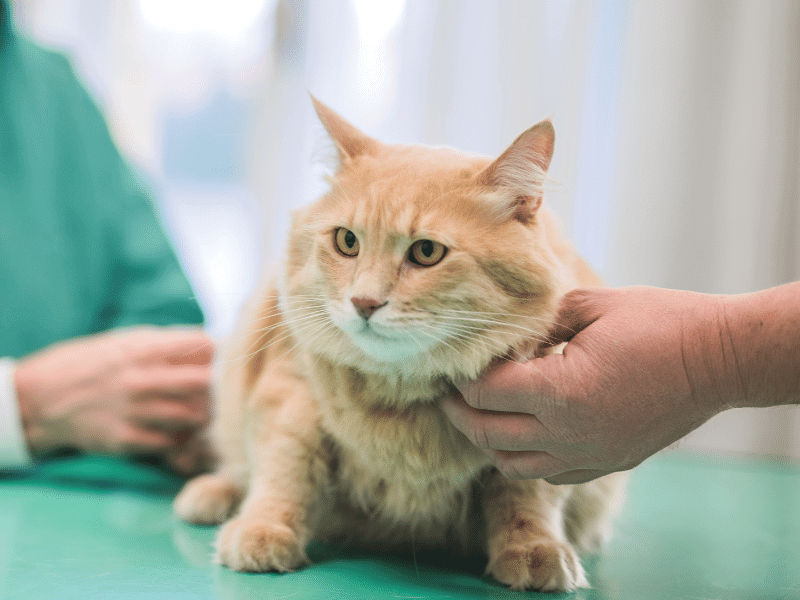 Yellow cat taking a vaccine